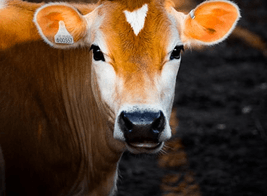 A2 Cows