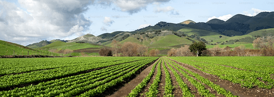 Open Farmlands