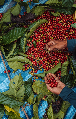 Coffee Plantations