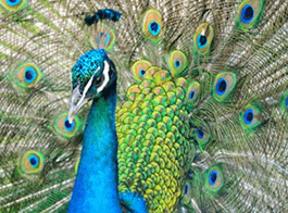 Wild Peacocks