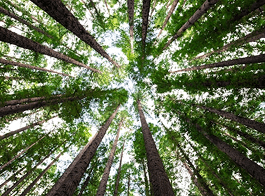 Forrest Canopy