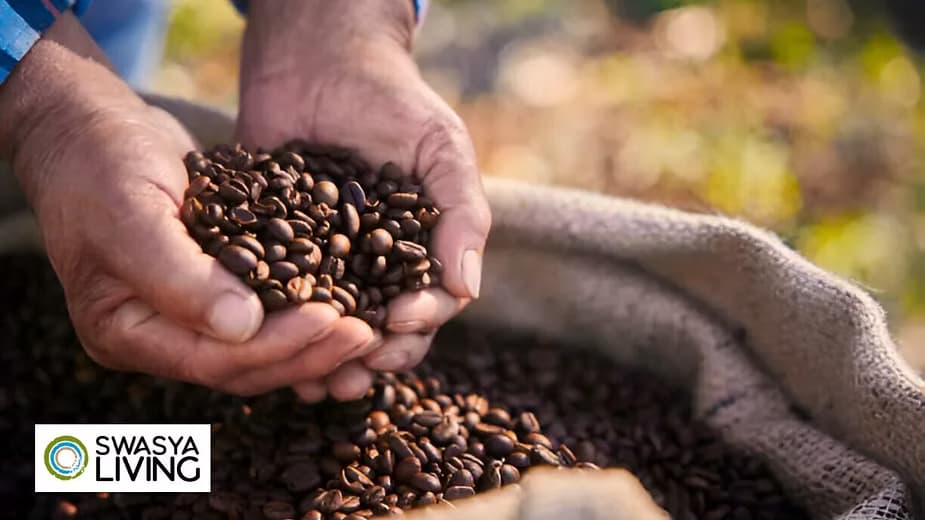The Ultimate Guide to Arabica Coffee: Beans, Brewing, & Everything In Between!