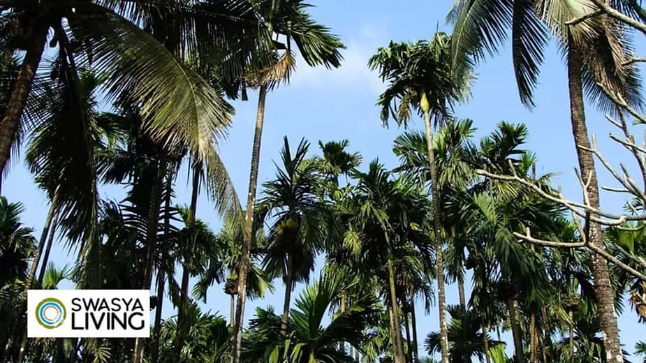 Arecanut Plantation: Complete Guide