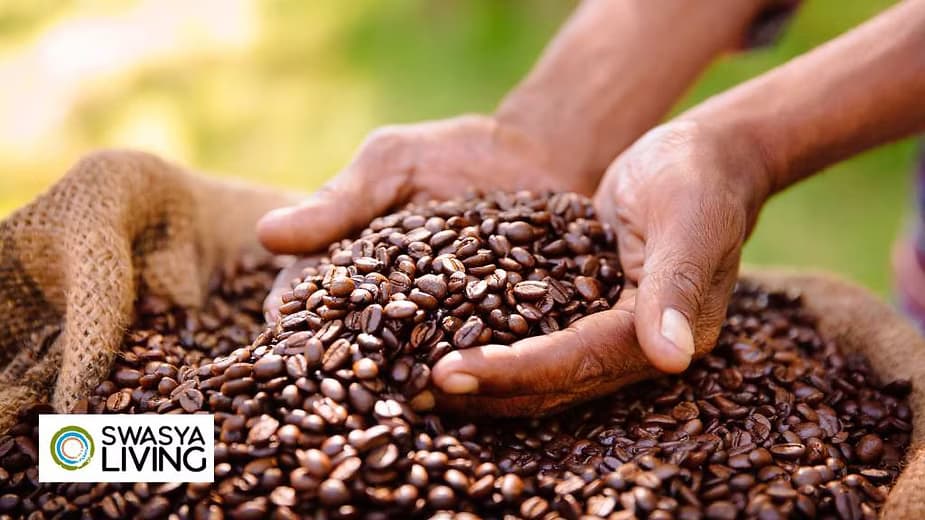 10 Best Coffee Beans in India - A Beginners Guide