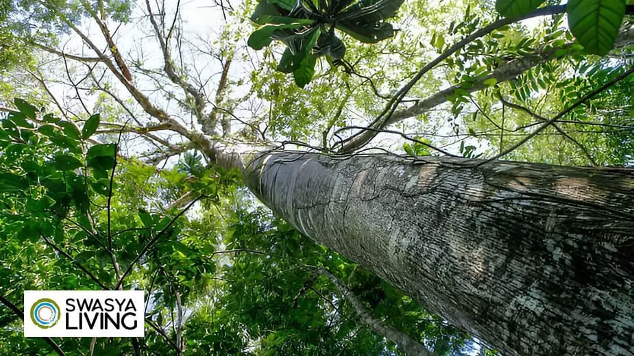 The Majestic Mahogany Tree: A Guide to Benefits, Uses & Plantation Tips!
