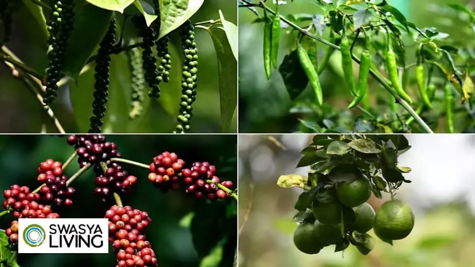 Organic Farming: A Sustainable Approach to Agriculture