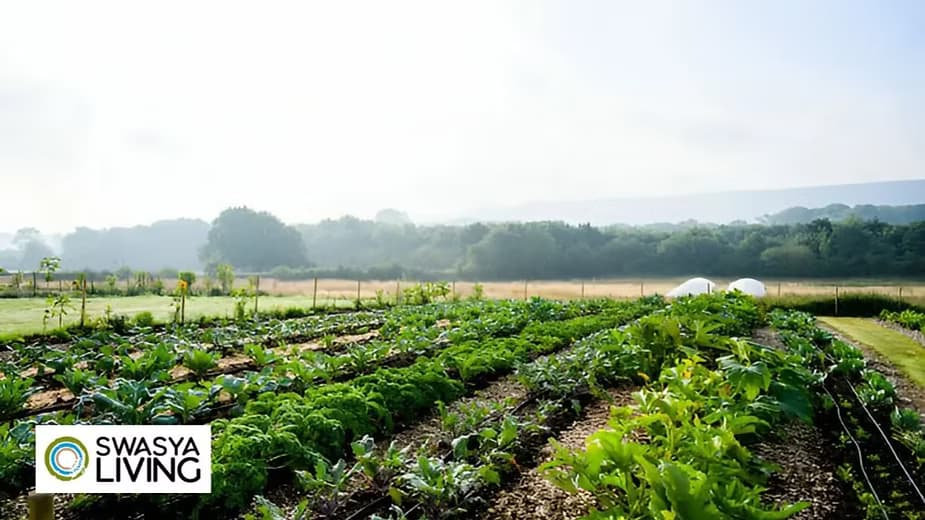 Permaculture: Definition, Principles & How to Start it?