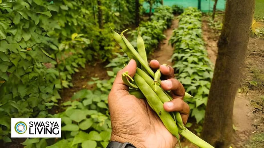 Types of Organic Farming: A Complete Guide